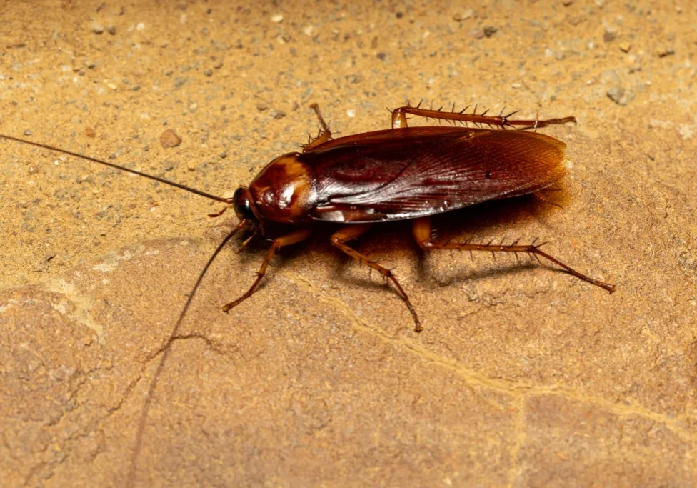 cockroaches