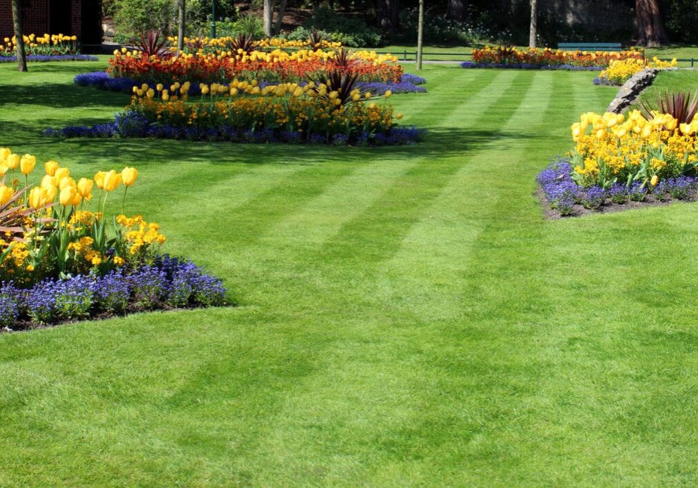 Photo showing a beautiful park, with manicured green striped lawn and flower beds overflowing with spring bulbs and flowers, such as yellow and red tulips, and daffodils.